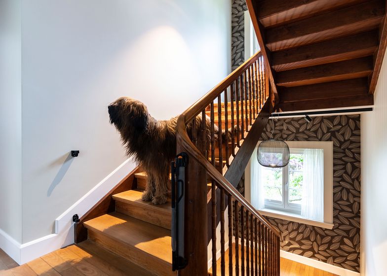 Ein Hund steht auf einer Holztreppe in einem stilvoll eingerichteten Raum mit dekorativen Wandbelägen.