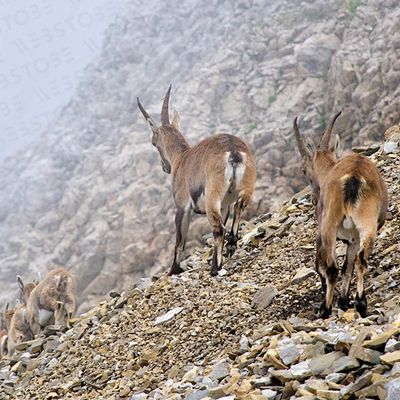 Eine Gruppe von Steinböcken erklimmt einen steinigen Hang in den Bergen.