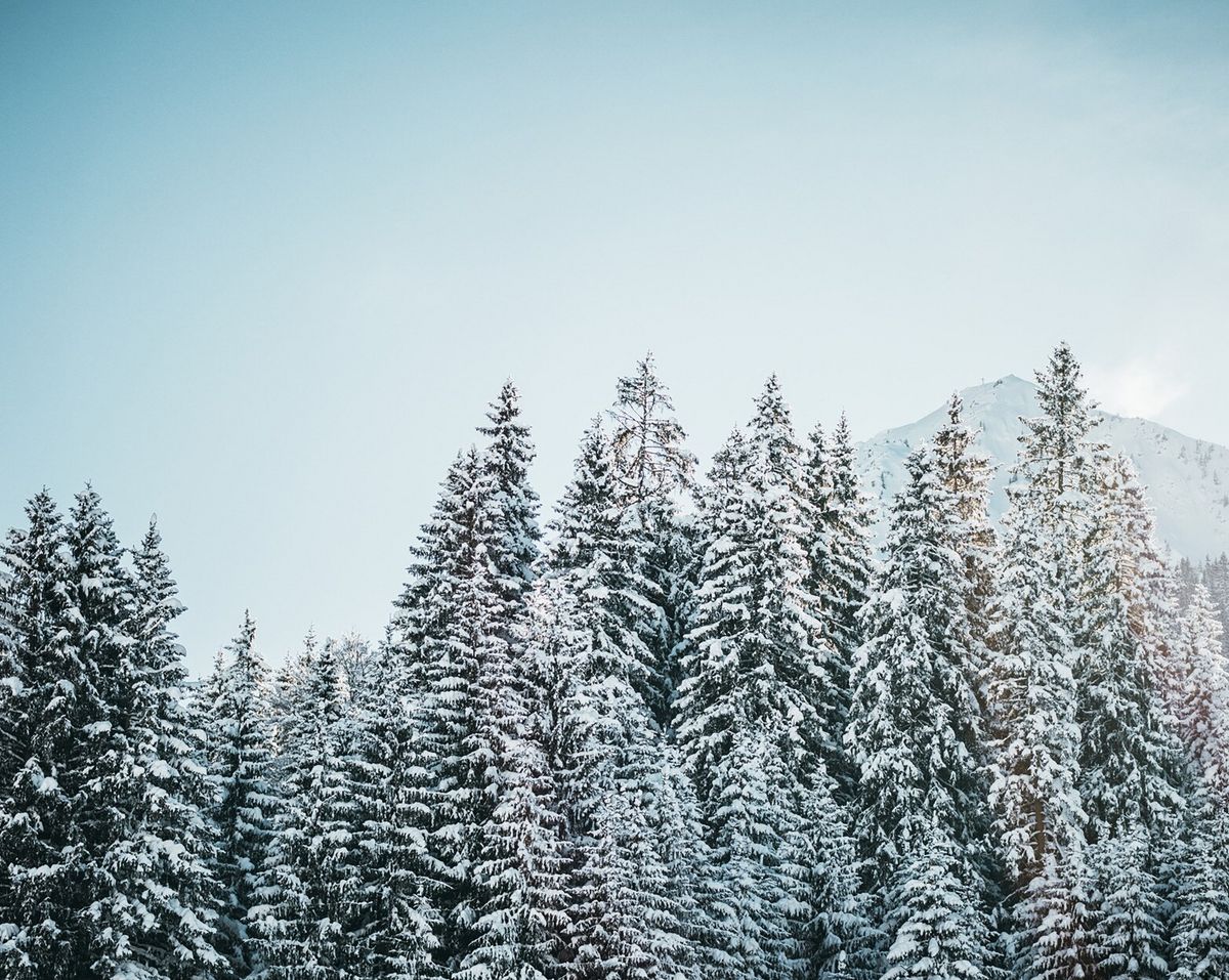 Verschneite Tannenbäume vor einem Bergpanorama im Winter.