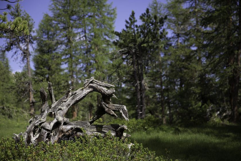 Verwitterter Baumstamm in dichtem Wald